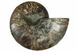 Cut & Polished Ammonite Fossil (Half) - Madagascar #329161-1